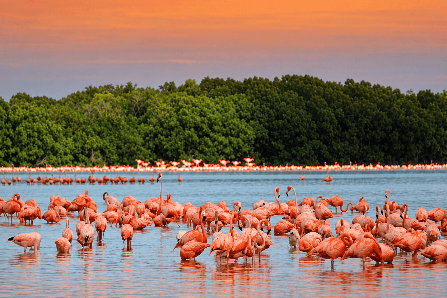 Flamingos at Laguna de Oviedo