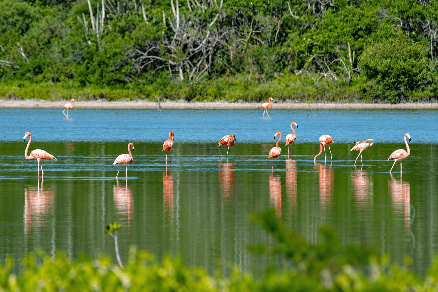 Flamingos by the lagoon shore
