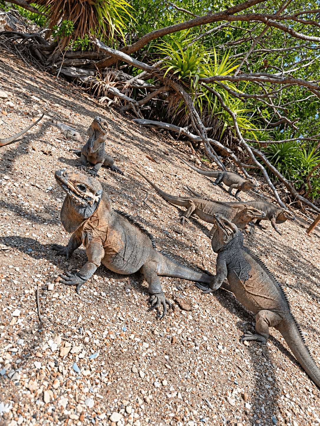 Iguanas among trees