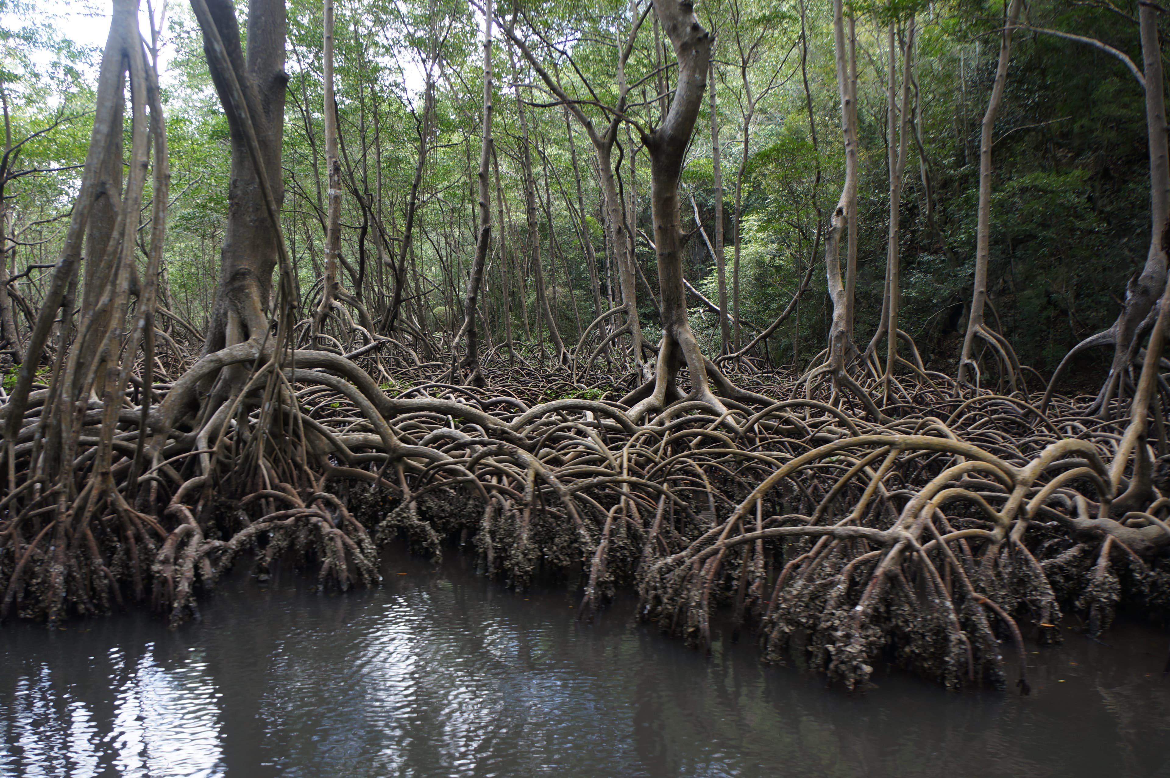 Manglar en el Parque Nacional Los Haitises, República Dominicana